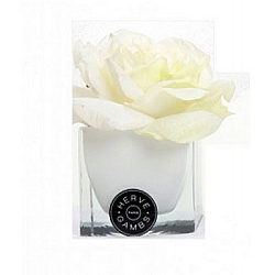 Herve Gambs Paris Diffuseur de Roses White & Cube white